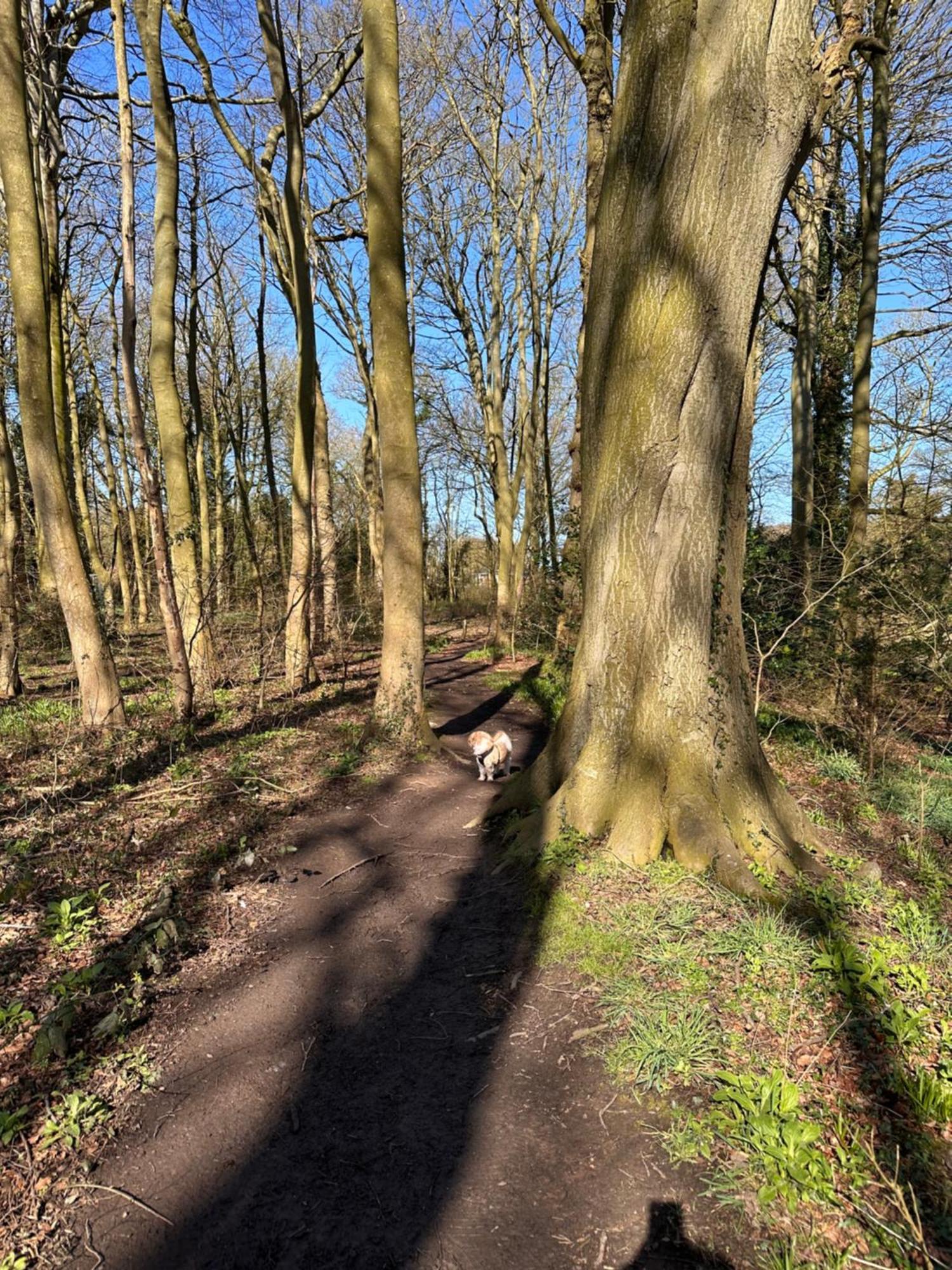 Max'S Woodland Lodge Bridlington Zewnętrze zdjęcie